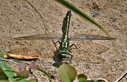 Imagem de Gomphurus Needham 1901