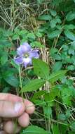 Image of swamp leather flower