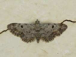 Image of Eupithecia limbata Staudinger 1879