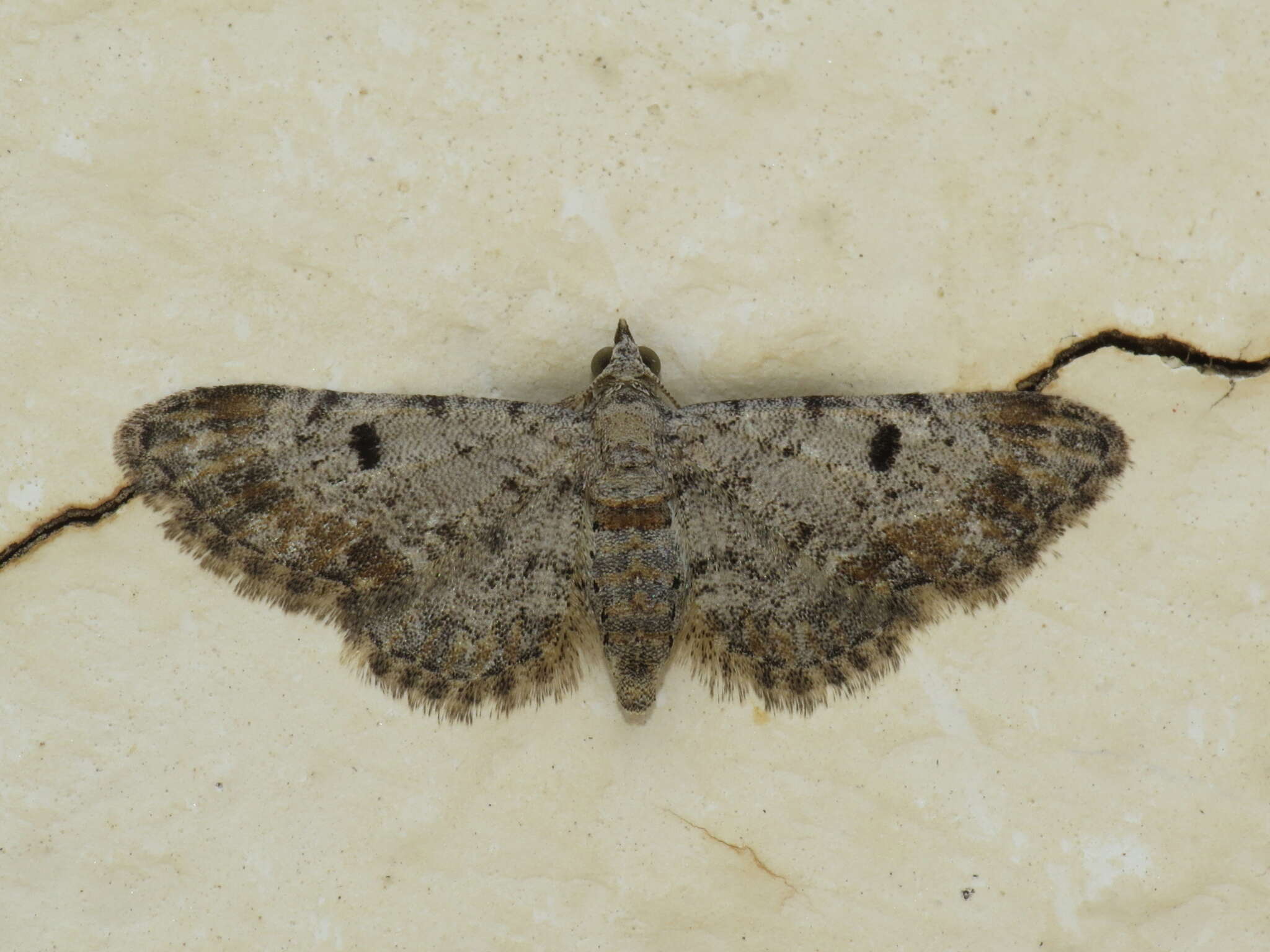 Imagem de Eupithecia limbata Staudinger 1879