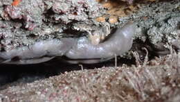 Image of elephant ear sponge