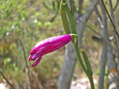 Image of Epistephium sclerophyllum Lindl.