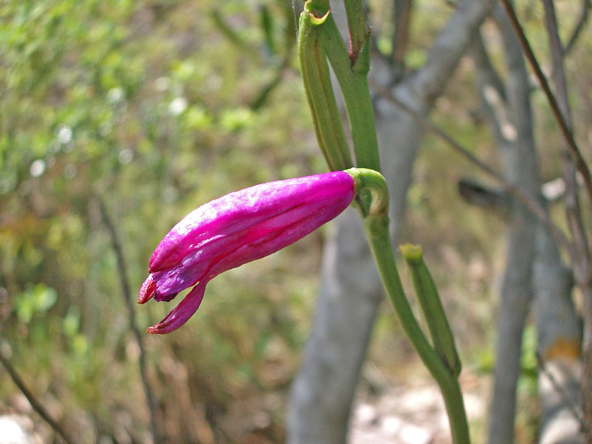 Image of Epistephium sclerophyllum Lindl.