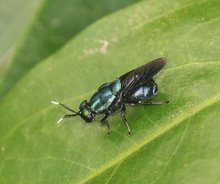 Image of Ptilocera continua Walker 1851