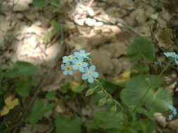 Plancia ëd Myosotis speciosa Pomel