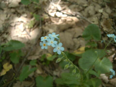 Image of Myosotis speciosa Pomel