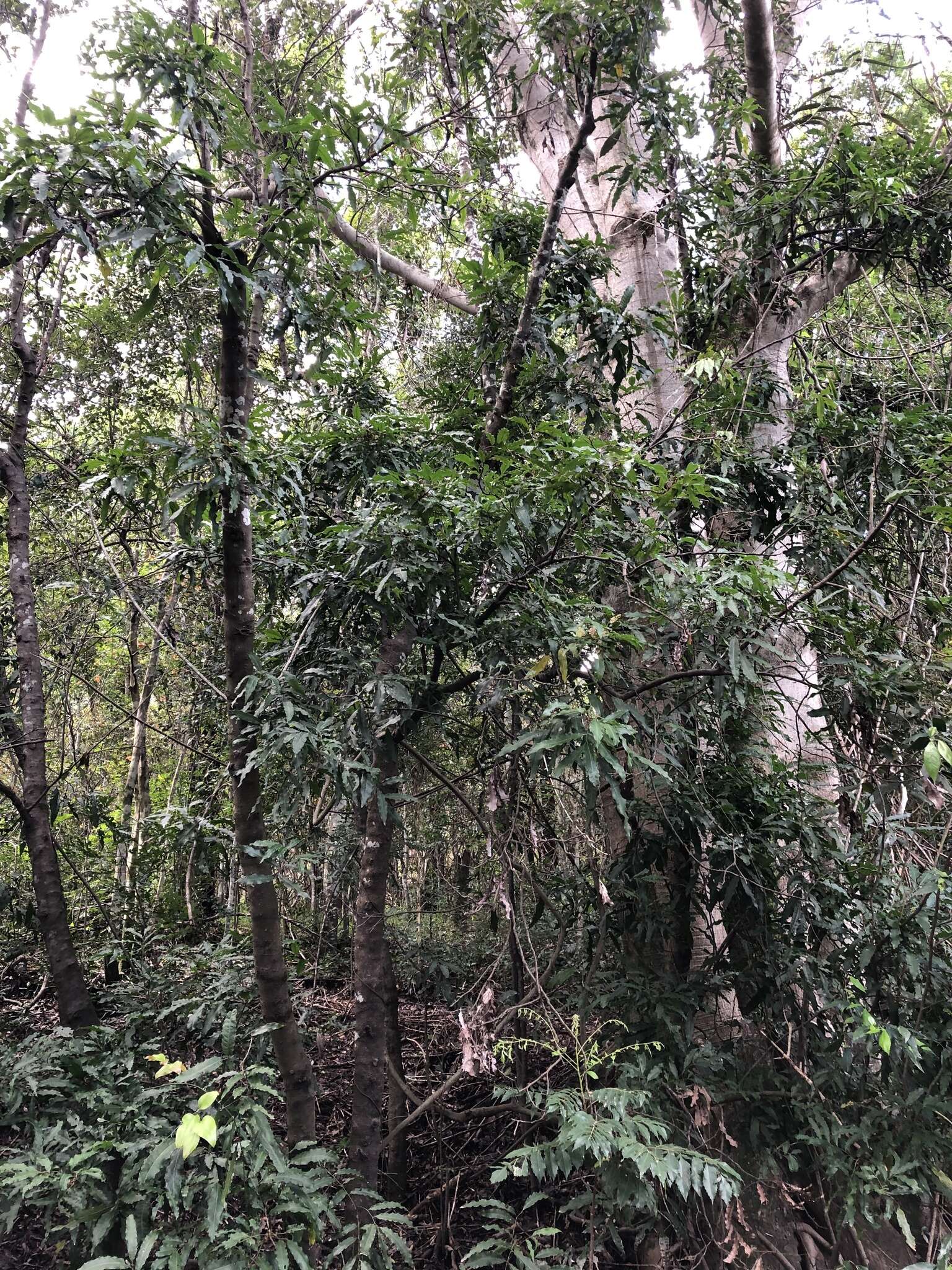 Image of Elattostachys nervosa (F. Müll.) Radlk.