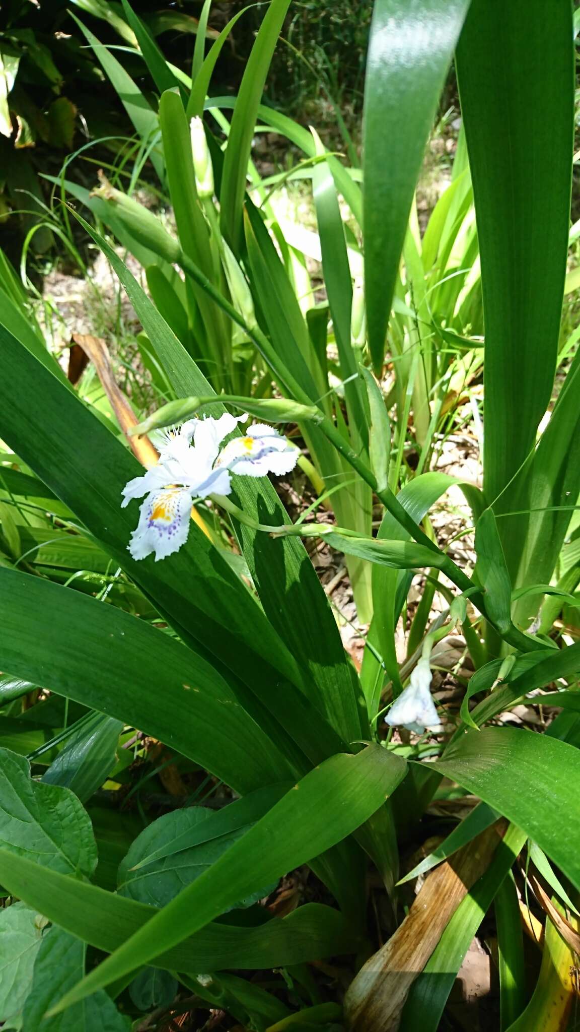 Sivun Iris japonica Thunb. kuva