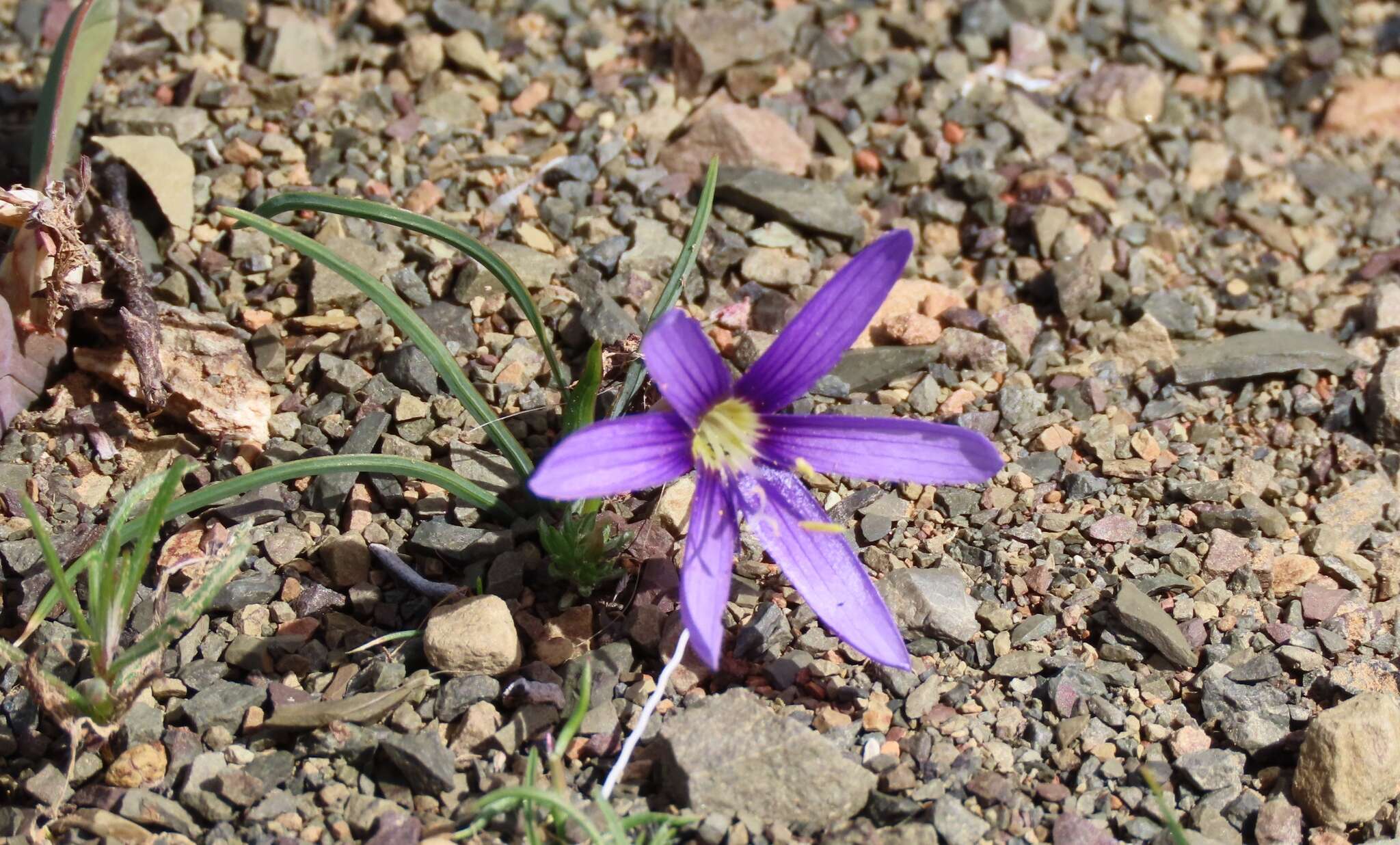 Image of Geissorhiza karooica Goldblatt