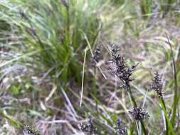 Image of Lepidosperma sieberi Kunth