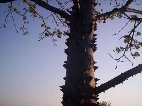 Image of Ceiba aesculifolia subsp. parvifolia (Rose) P. E. Gibbs & Semir