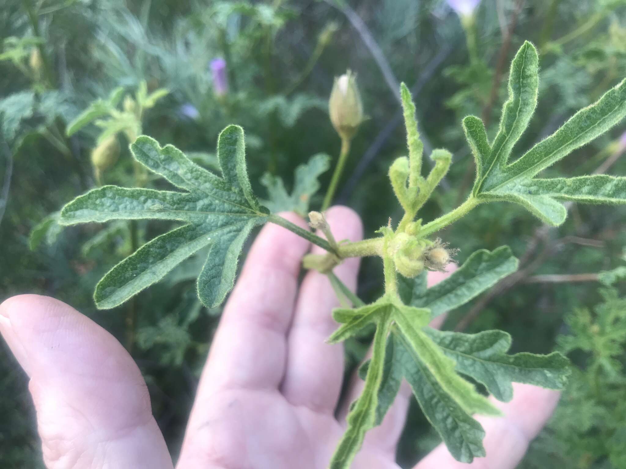 Image of Hibiscus huegelii Endl.