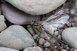 Image of Pygmy Clubtails