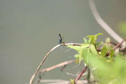 Imagem de Nannophyopsis Lieftinck 1935