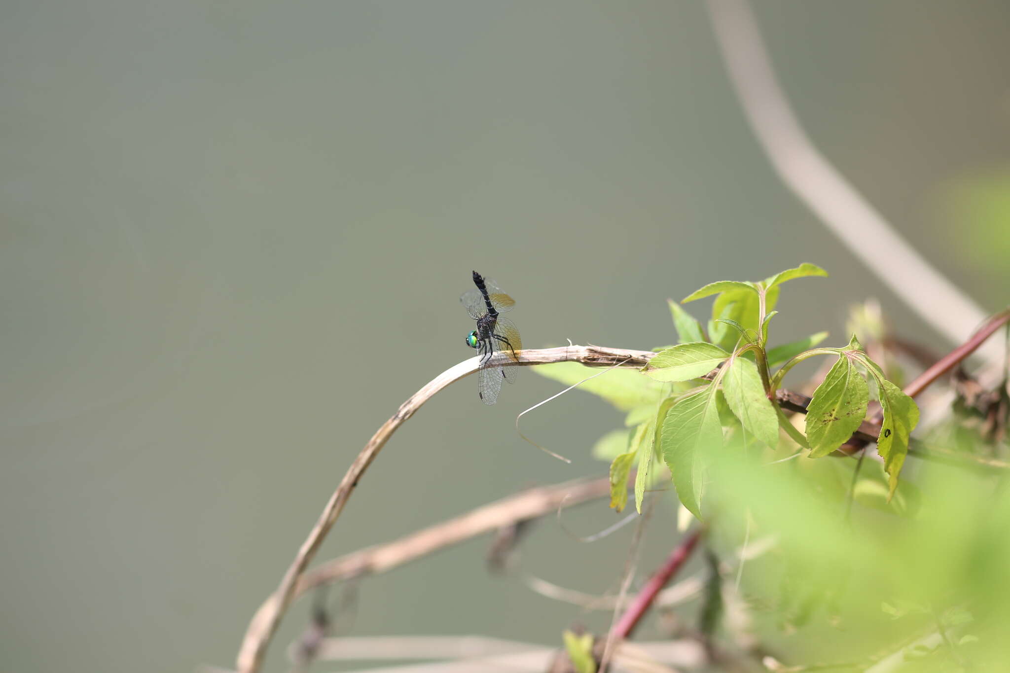 Imagem de Nannophyopsis Lieftinck 1935