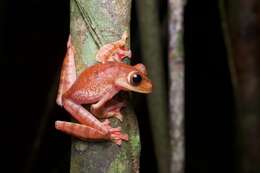 Image of Harlequin Tree Frog