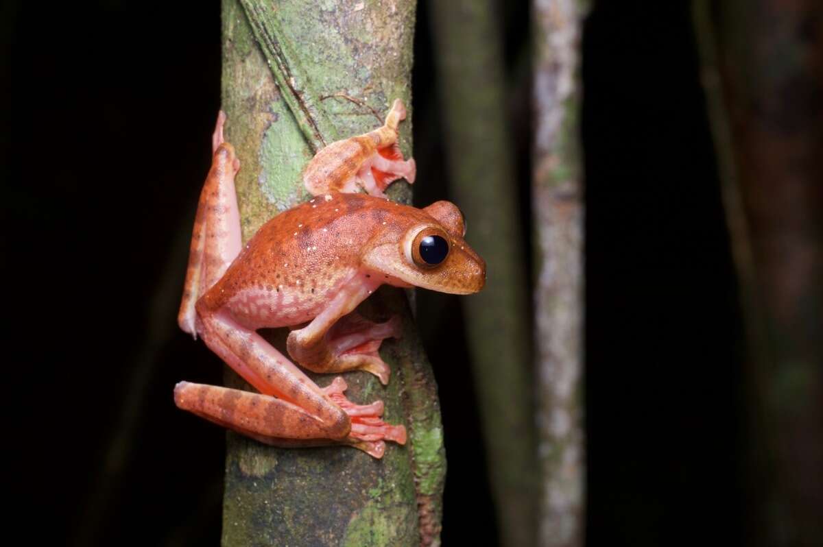 Imagem de Rhacophorus pardalis Günther 1858