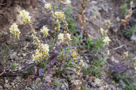 Image of Linaria vulgaris subsp. acutiloba (Fisch. ex Rchb.) D. Y. Hong