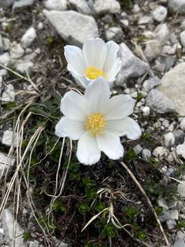 Pulsatilla alpina subsp. millefoliata (Bertol.) D. M. Moser resmi