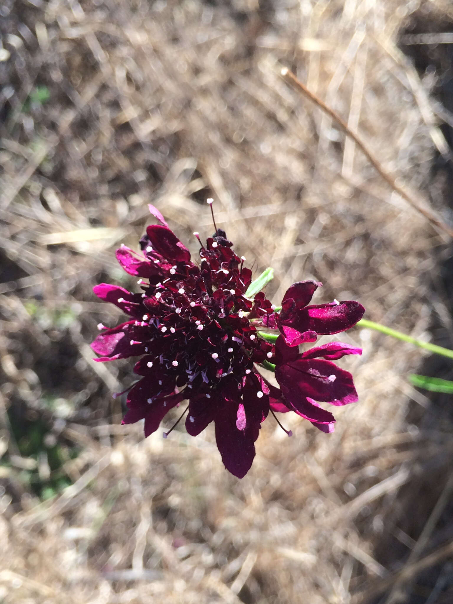 Image of Sixalix atropurpurea (L.) W. Greuter & Burdet