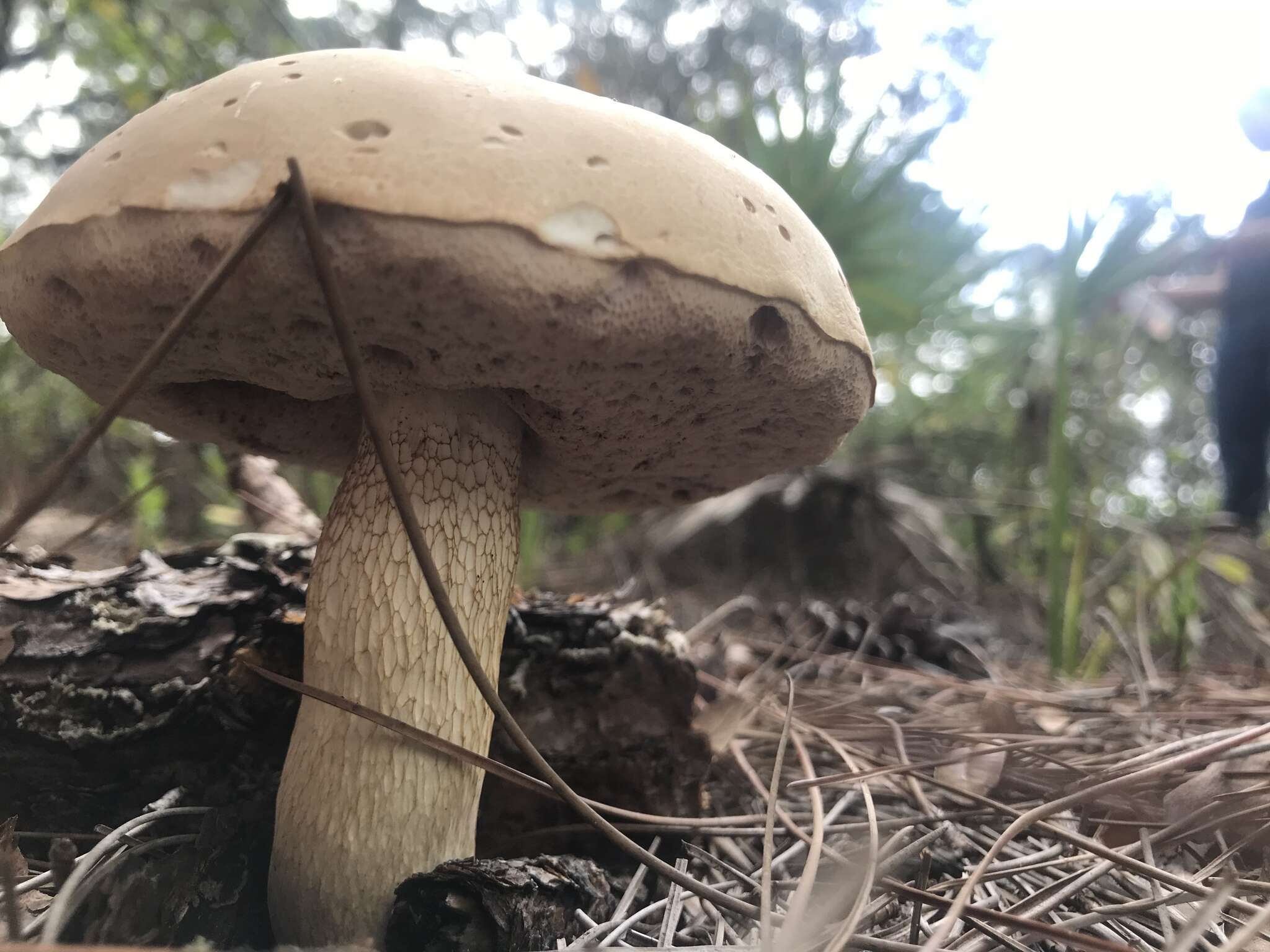 Image of Pale bitter bolete