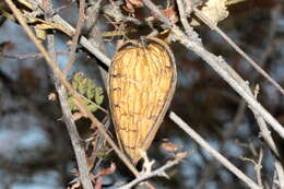 صورة Marsdenia rubicunda (K. Schum.) N. E. Br.