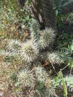 Image of Cylindropuntia imbricata subsp. rosea