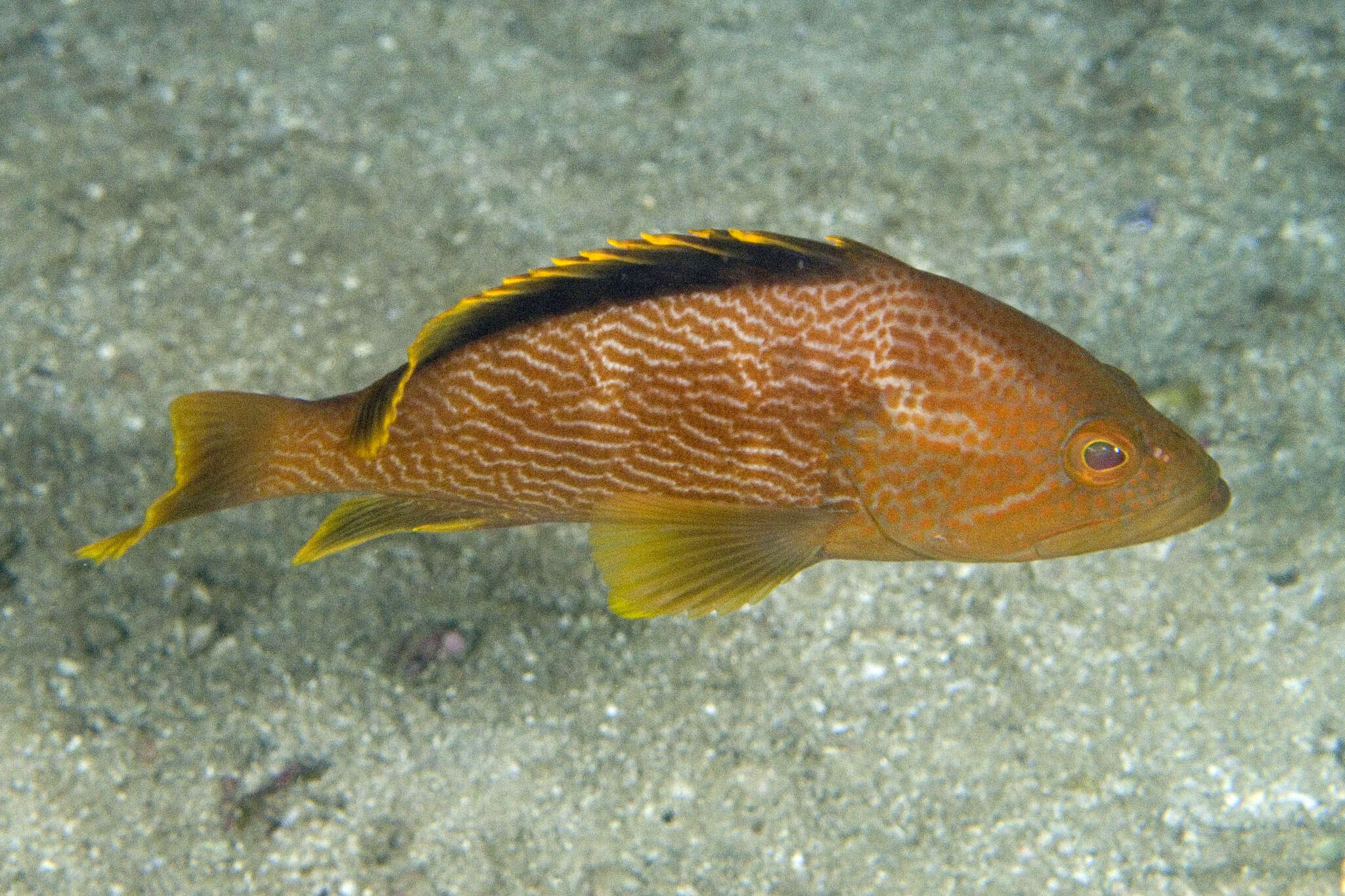 Epinephelus undulatostriatus (Peters 1866)的圖片