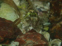 Image of Tidepool sculpin