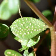 Image de Wilsoniana portulacae