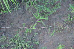 Image of Horse-Tail Crown Grass