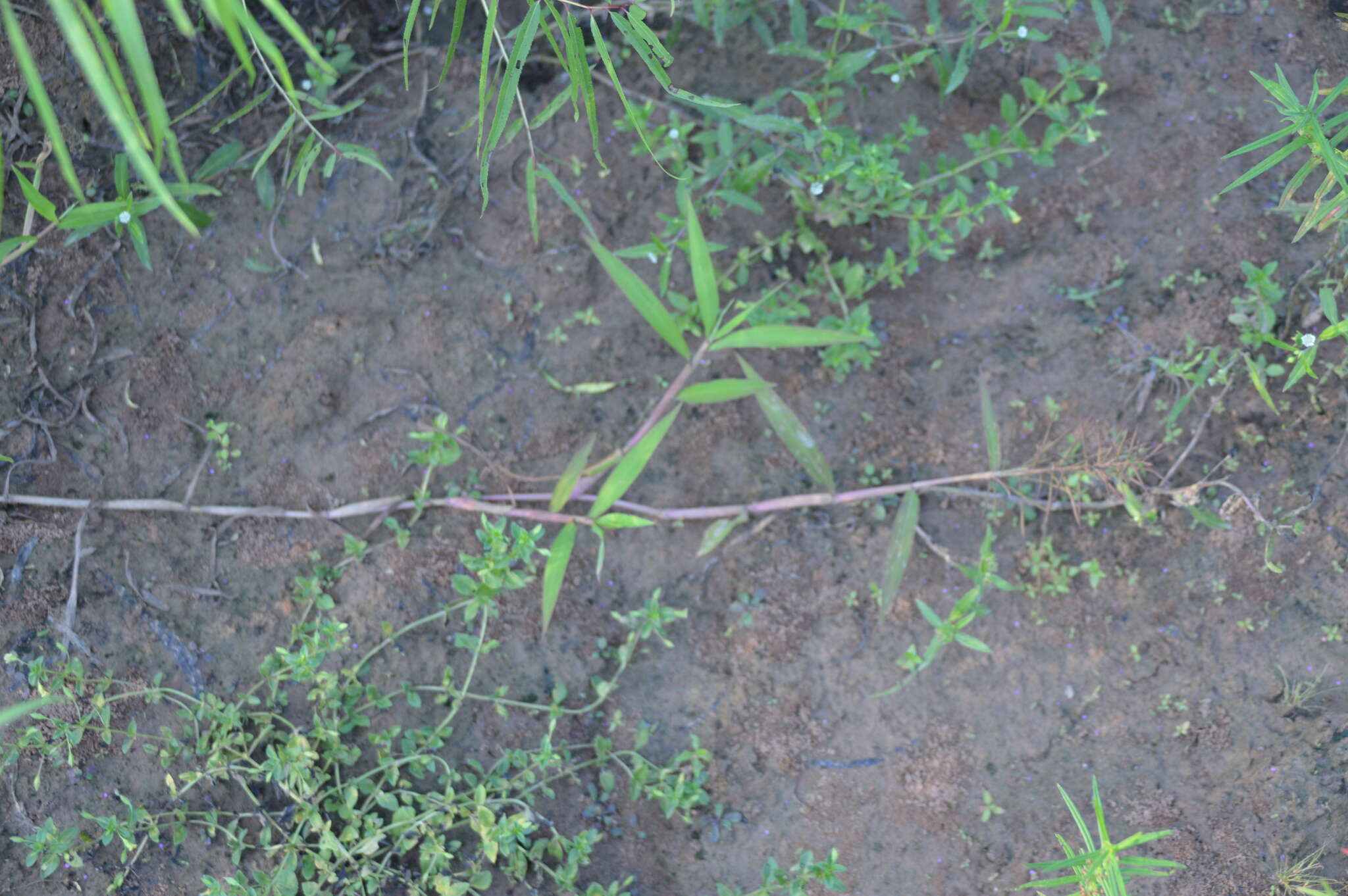Image of Horse-Tail Crown Grass