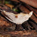 Image of Hydnellum auratile (Britzelm.) Maas Geest. 1959