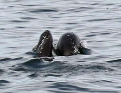 Image of Right whale dolphin