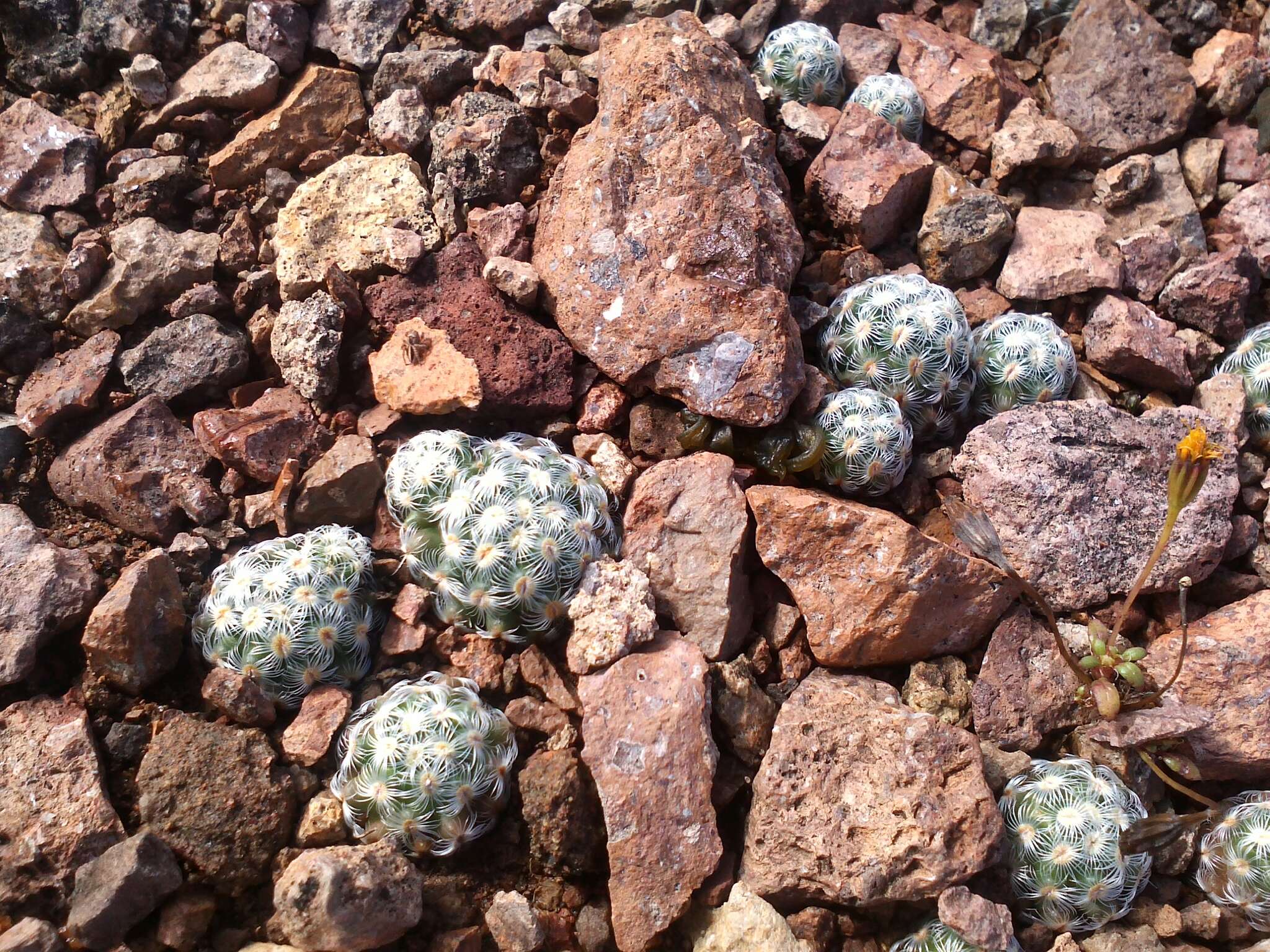 Image of Mammillaria saboae subsp. haudeana (A. B. Lau & K. Wagner) D. R. Hunt