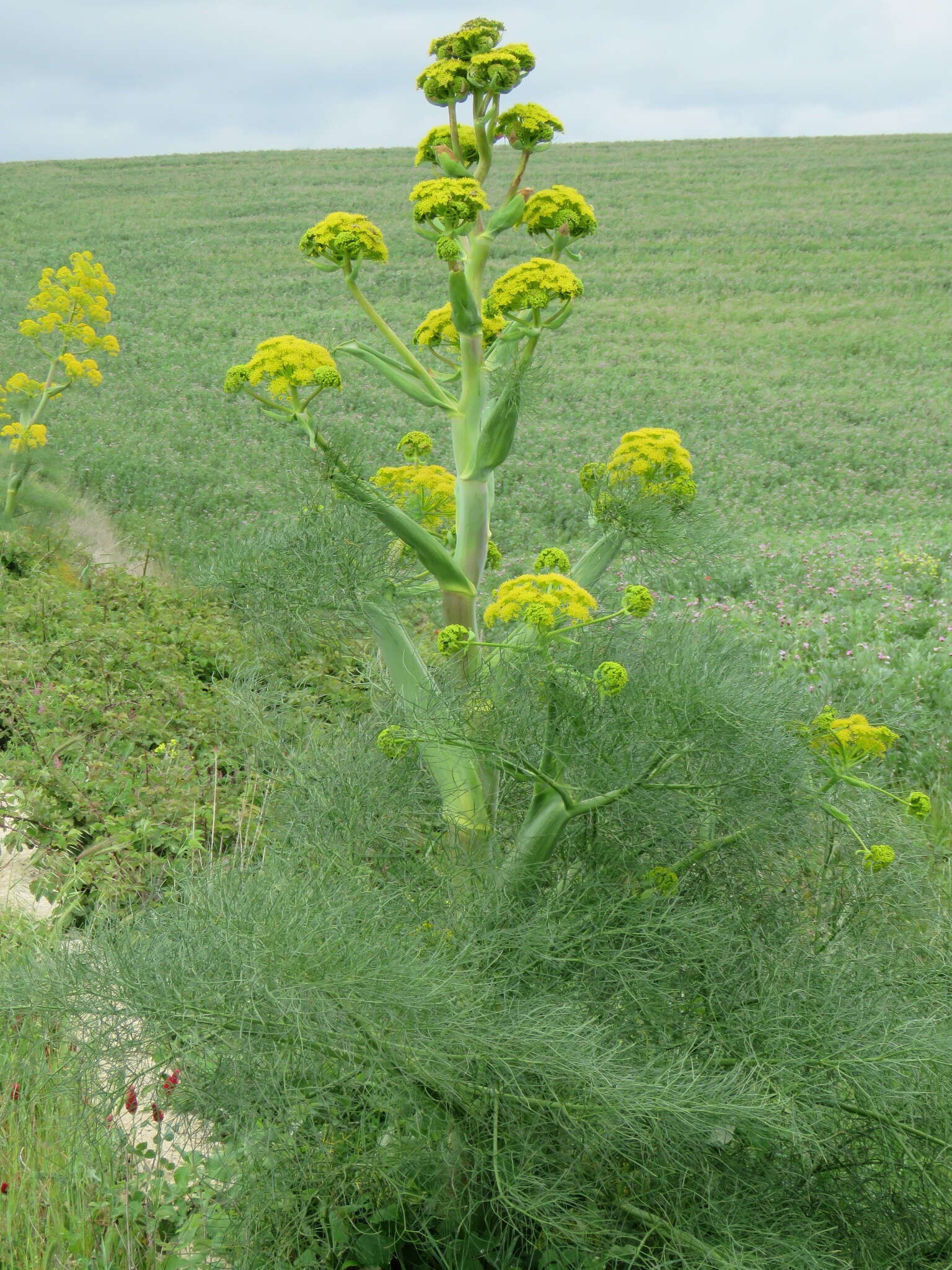 Image of Giant Fennel