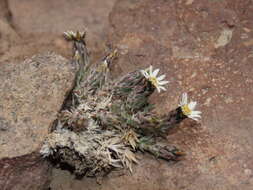 Image de Chaetanthera dioica (Remy) B. L. Rob.