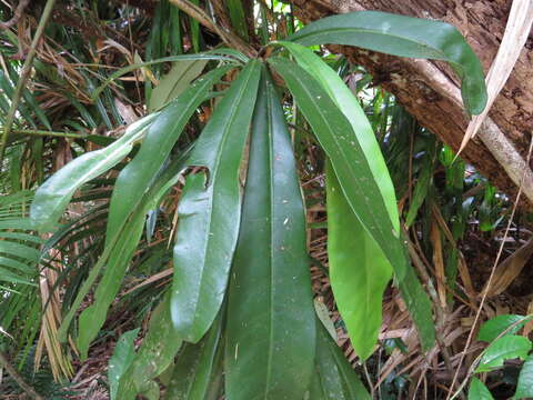 Image of Zygogynum semecarpoides (F. Müll.) W. Vink