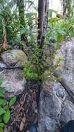 Image of Cyanothamnus anemonifolius subsp. variabilis