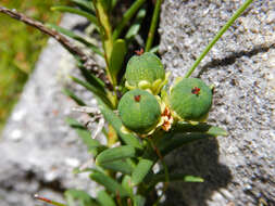 Image of Clutia polygonoides L.