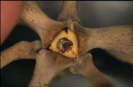 Image of Guatteria ramiflora (D. R. Simpson) Erkens & Maas