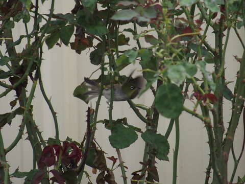 Image of Western Silvereye