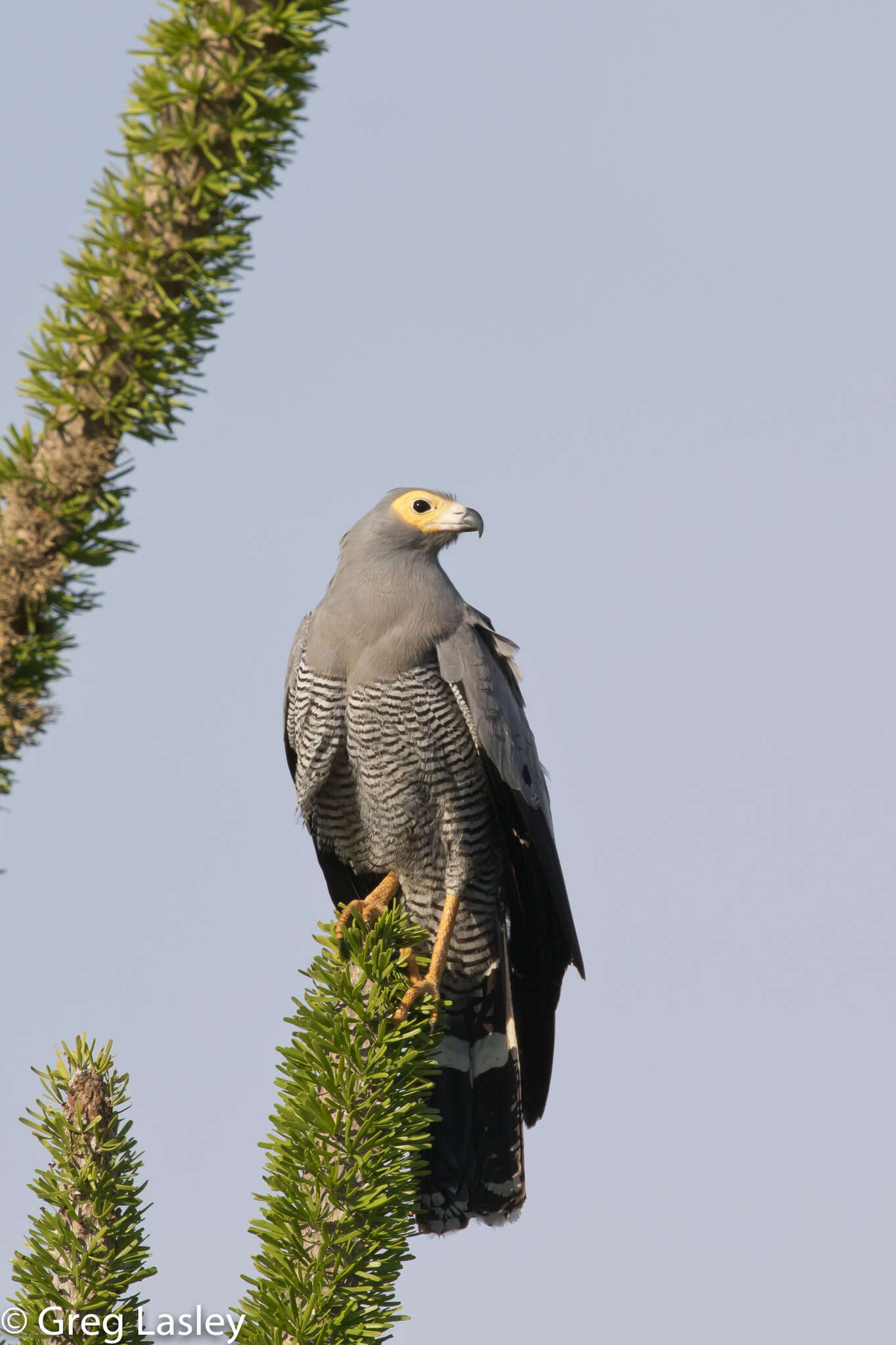 Image of Madagascan Harrier-Hawk