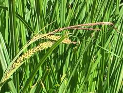 Image de Carex reuteriana subsp. mauritanica (Boiss. & Reut.) Jim. Mejías & Luceño