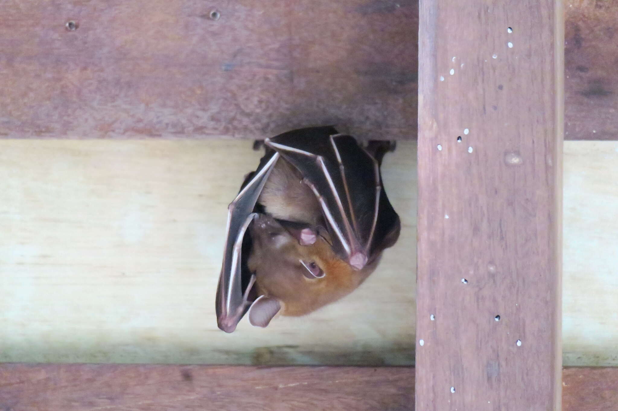 Image of Common Short-nosed Fruit Bat