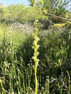 Image de Platanthera huronensis Lindl.