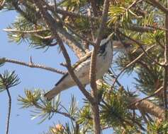 Image of Blackpoll Warbler