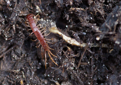 Image of Lithobius peregrinus Latzel 1880