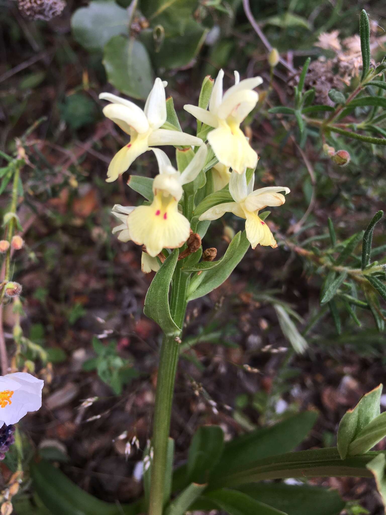 Image de Dactylorhiza insularis (Sommier) Ó. Sánchez & Herrero