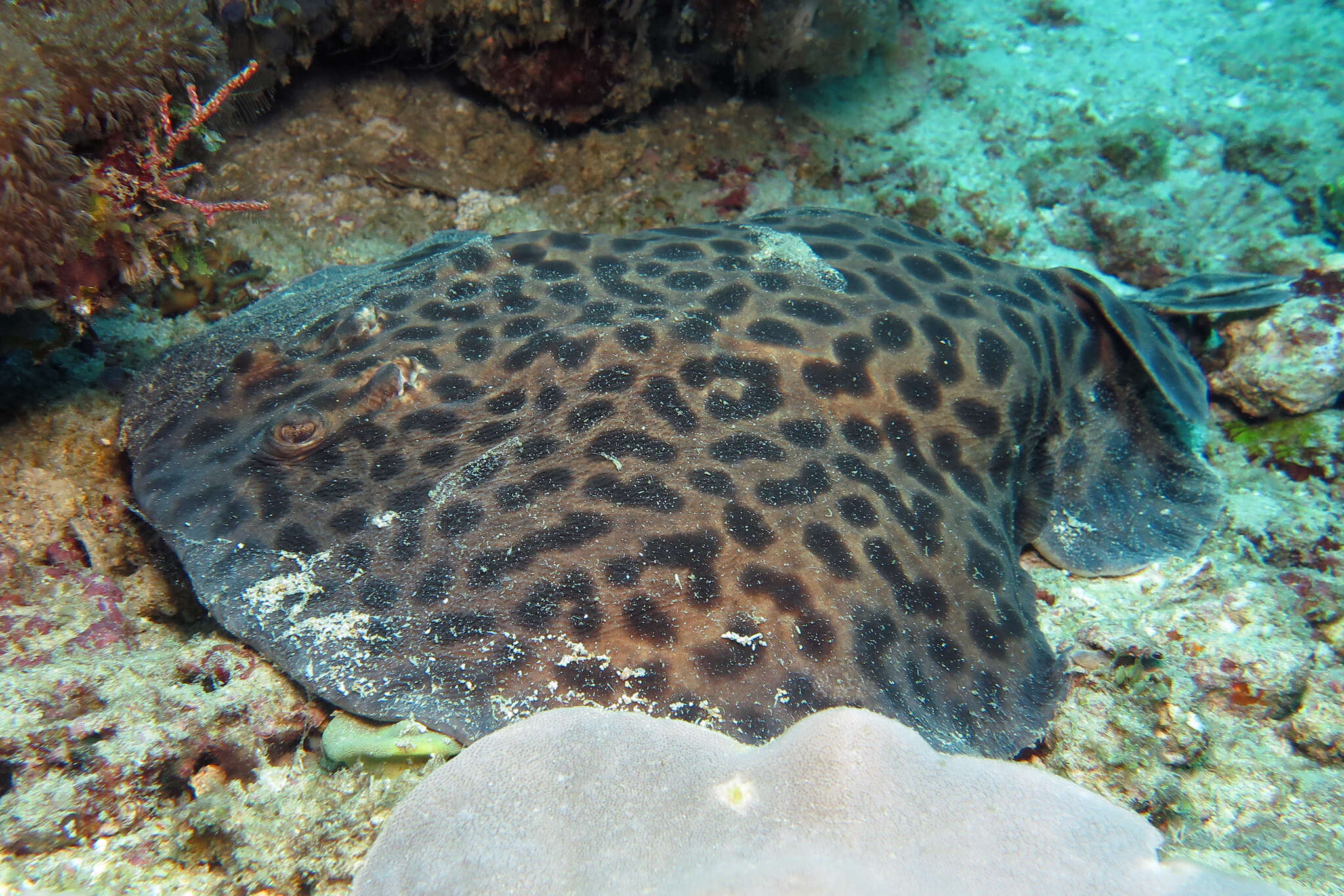 Image of Blackspotted Torpedo